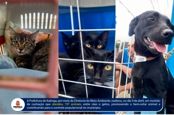 ITATINGA REALIZA MUTIRÃO DE CASTRAÇÃO E ATENDE 197 ANIMAIS