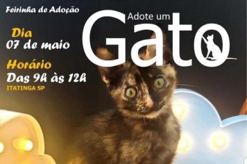 Adoção de gatos!