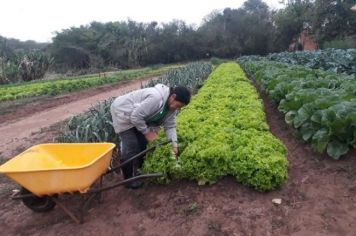 ALIMENTAÇÃO SAUDÁVEL - DA HORTA PARA AS ESCOLAS